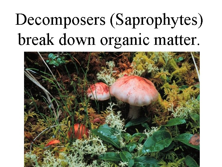 Decomposers (Saprophytes) break down organic matter. 