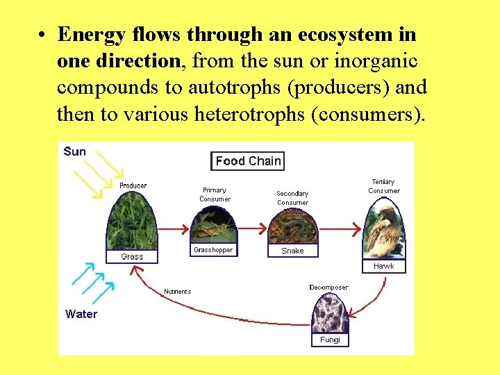  • Energy flows through an ecosystem in one direction, from the sun or