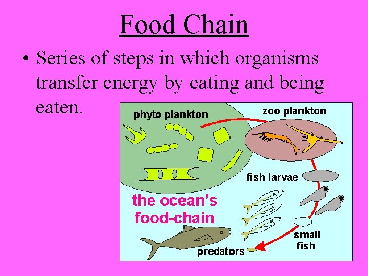 Food Chain • Series of steps in which organisms transfer energy by eating and