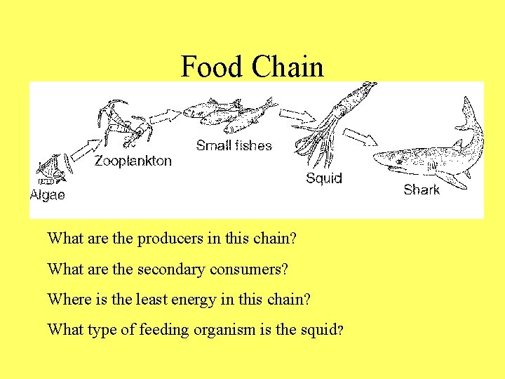 Food Chain What are the producers in this chain? What are the secondary consumers?