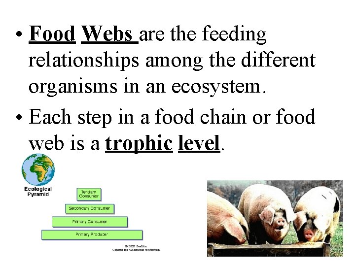  • Food Webs are the feeding relationships among the different organisms in an