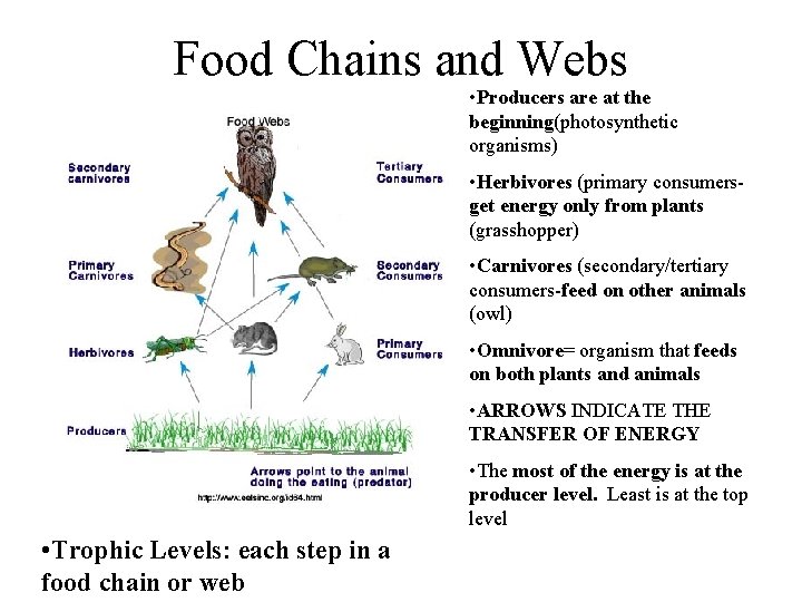 Food Chains and Webs • Producers are at the beginning(photosynthetic organisms) • Herbivores (primary