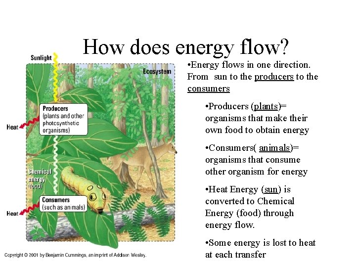 How does energy flow? • Energy flows in one direction. From sun to the