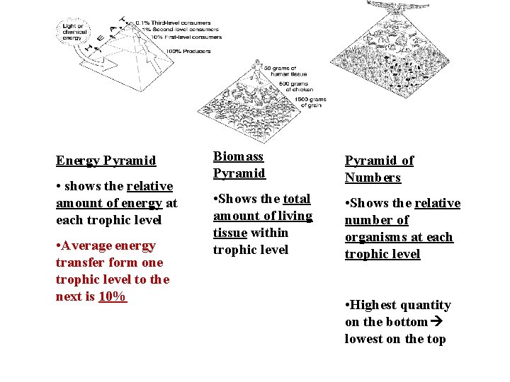 Energy Pyramid • shows the relative amount of energy at each trophic level •