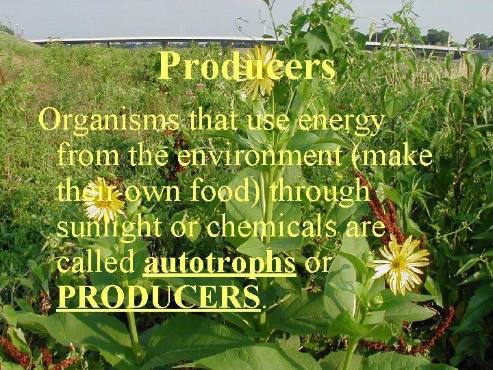 Producers Organisms that use energy from the environment (make their own food) through sunlight