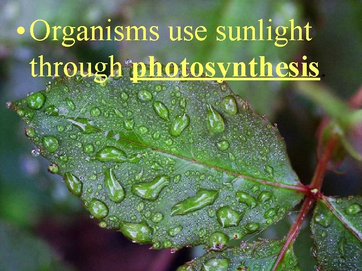  • Organisms use sunlight through photosynthesis. 