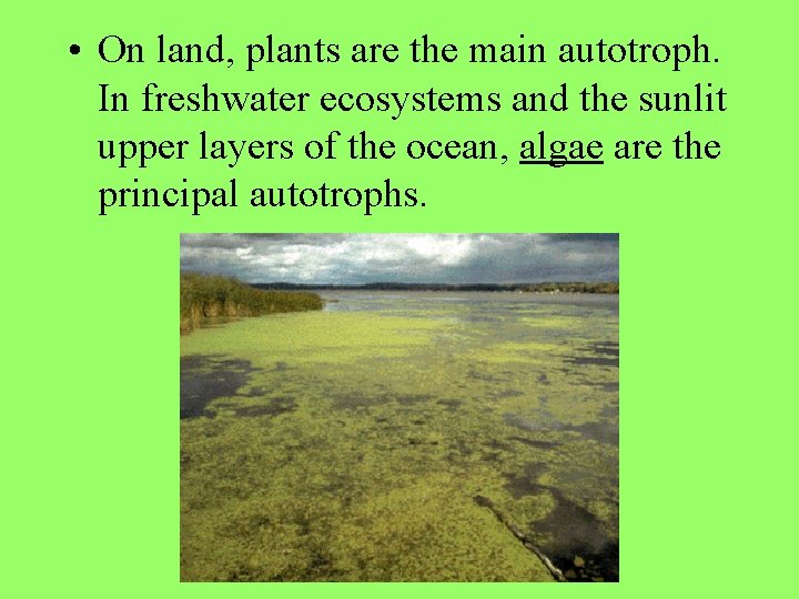  • On land, plants are the main autotroph. In freshwater ecosystems and the