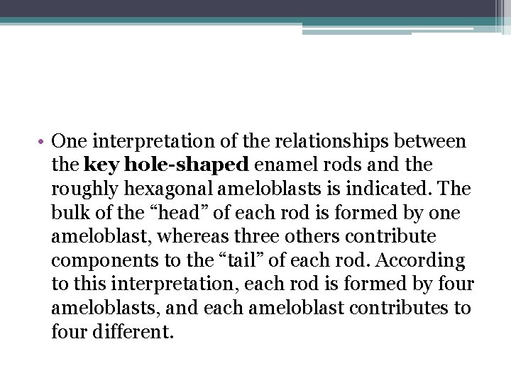  • One interpretation of the relationships between the key hole-shaped enamel rods and