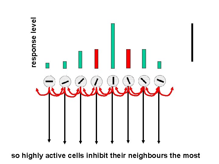 response level so highly active cells inhibit their neighbours the most 