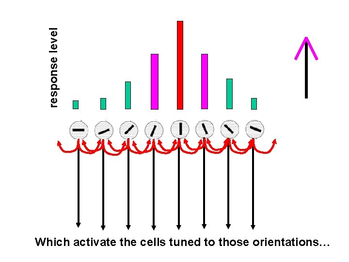 response level Which activate the cells tuned to those orientations… 