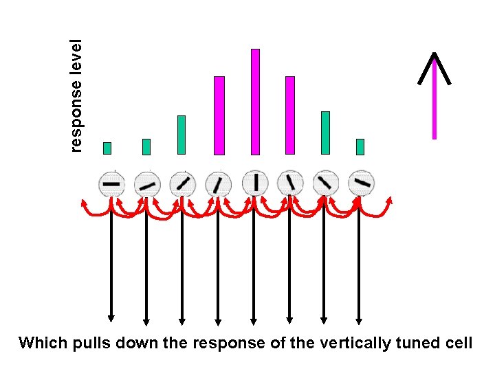 response level Which pulls down the response of the vertically tuned cell 
