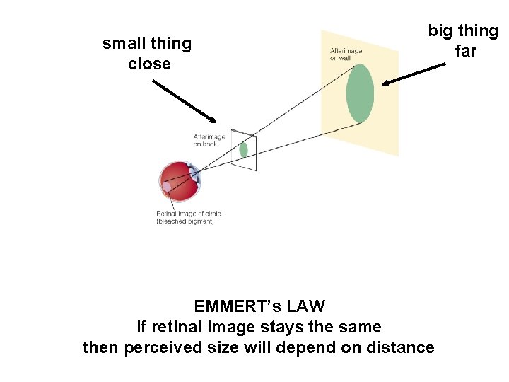 small thing close big thing far EMMERT’s LAW If retinal image stays the same