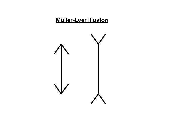 Müller-Lyer Illusion 