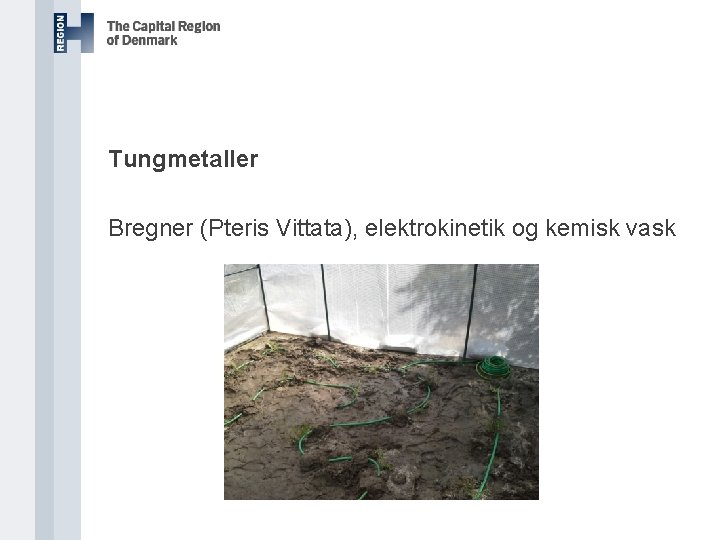 Tungmetaller Bregner (Pteris Vittata), elektrokinetik og kemisk vask 