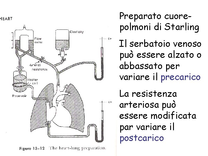 Preparato cuorepolmoni di Starling Il serbatoio venoso può essere alzato o abbassato per variare