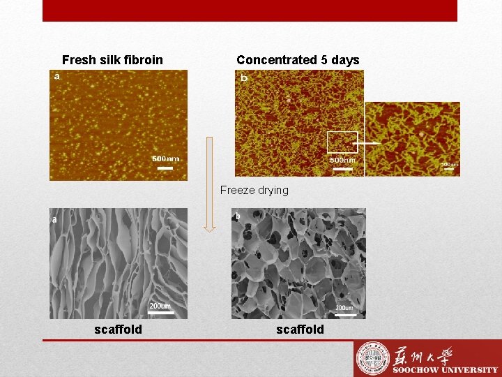 Fresh silk fibroin Concentrated 5 days Freeze drying scaffold 