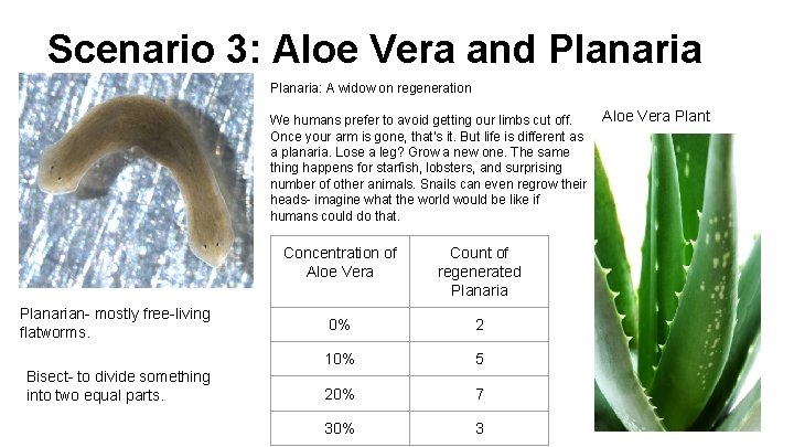 Scenario 3: Aloe Vera and Planaria: A widow on regeneration We humans prefer to