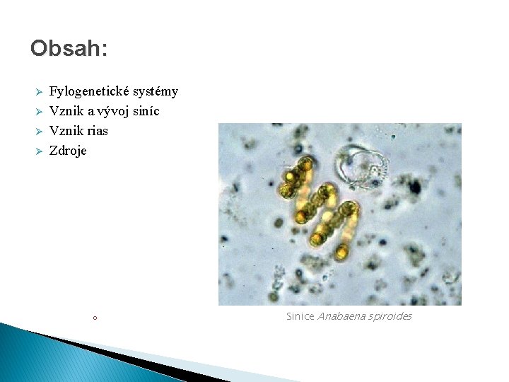 Obsah: Ø Ø Fylogenetické systémy Vznik a vývoj siníc Vznik rias Zdroje o Sinice