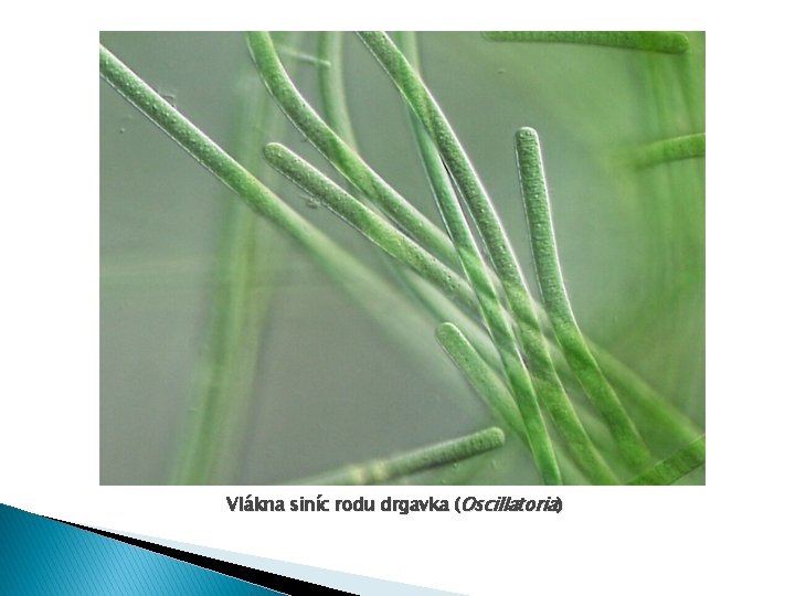 Vlákna siníc rodu drgavka (Oscillatoria) 