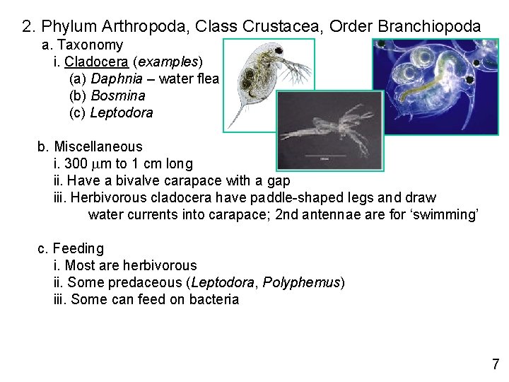 2. Phylum Arthropoda, Class Crustacea, Order Branchiopoda a. Taxonomy i. Cladocera (examples) (a) Daphnia