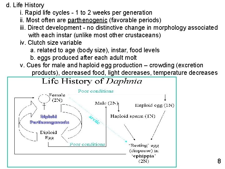 d. Life History i. Rapid life cycles - 1 to 2 weeks per generation