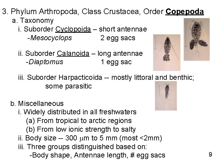 3. Phylum Arthropoda, Class Crustacea, Order Copepoda a. Taxonomy i. Suborder Cyclopoida – short
