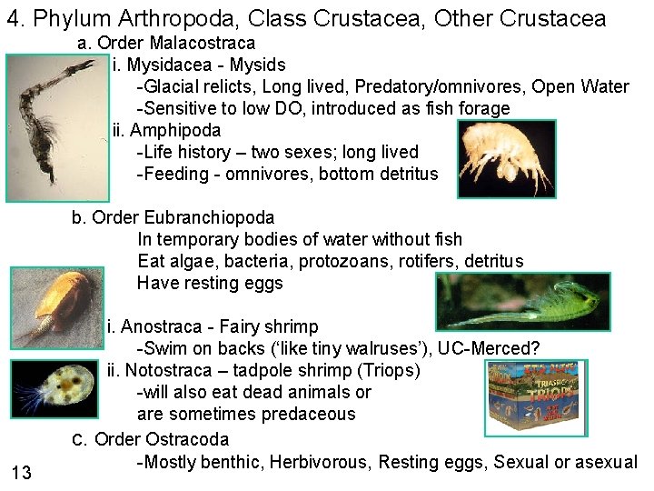 4. Phylum Arthropoda, Class Crustacea, Other Crustacea a. Order Malacostraca i. Mysidacea - Mysids