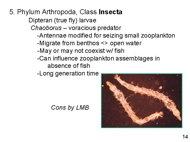 5. Phylum Arthropoda, Class Insecta Dipteran (true fly) larvae Chaoborus – voracious predator -Antennae