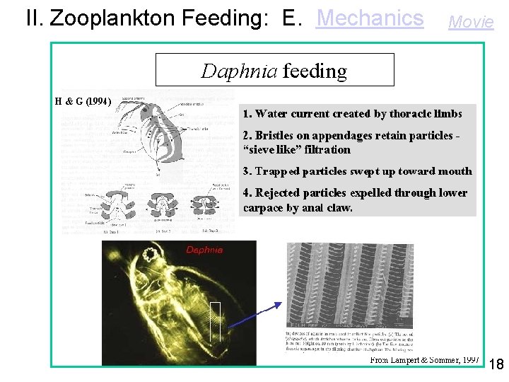 II. Zooplankton Feeding: E. Mechanics Movie 18 