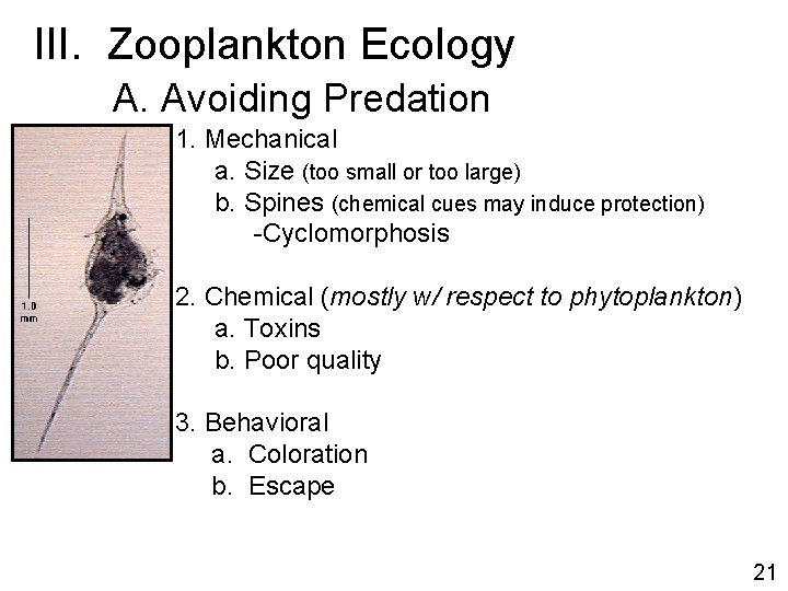 III. Zooplankton Ecology A. Avoiding Predation 1. Mechanical a. Size (too small or too