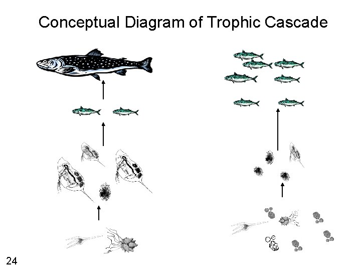 Conceptual Diagram of Trophic Cascade 24 