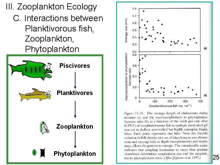 III. Zooplankton Ecology C. Interactions between Planktivorous fish, Zooplankton, Phytoplankton Piscivores Planktivores Zooplankton Phytoplankton