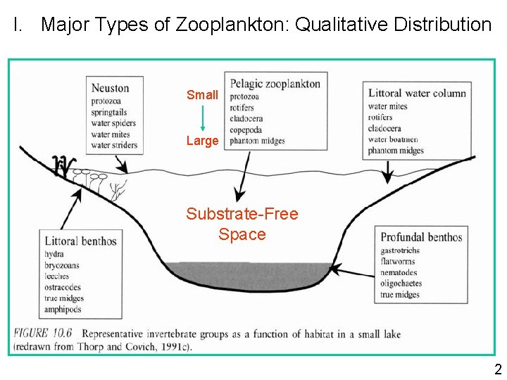 I. Major Types of Zooplankton: Qualitative Distribution Small Large Substrate-Free Space 2 