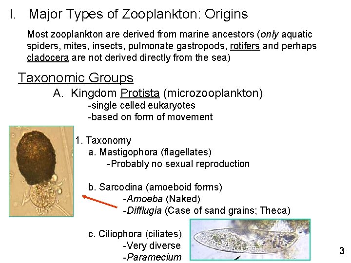 I. Major Types of Zooplankton: Origins Most zooplankton are derived from marine ancestors (only
