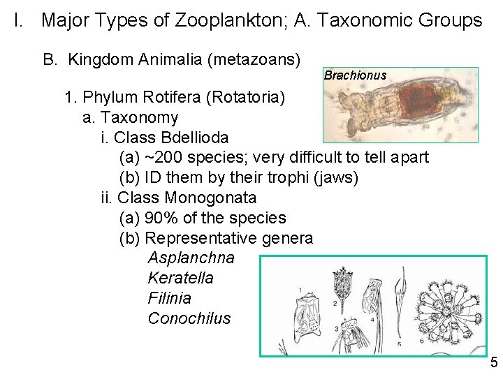 I. Major Types of Zooplankton; A. Taxonomic Groups B. Kingdom Animalia (metazoans) Brachionus 1.
