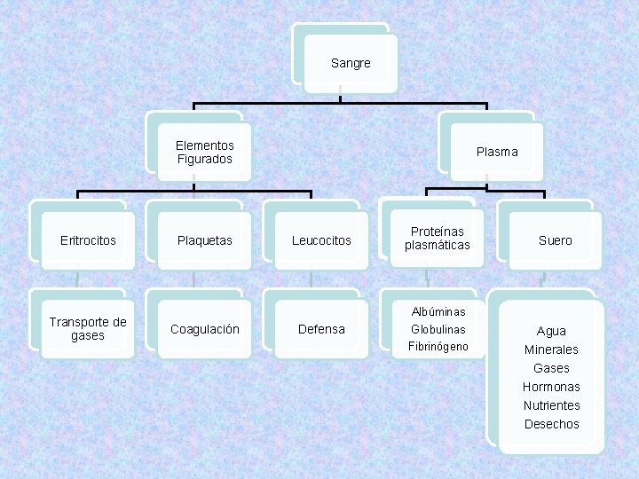 Sangre Elementos Figurados Eritrocitos Transporte de gases Plaquetas Coagulación Plasma Leucocitos Proteínas plasmáticas Suero