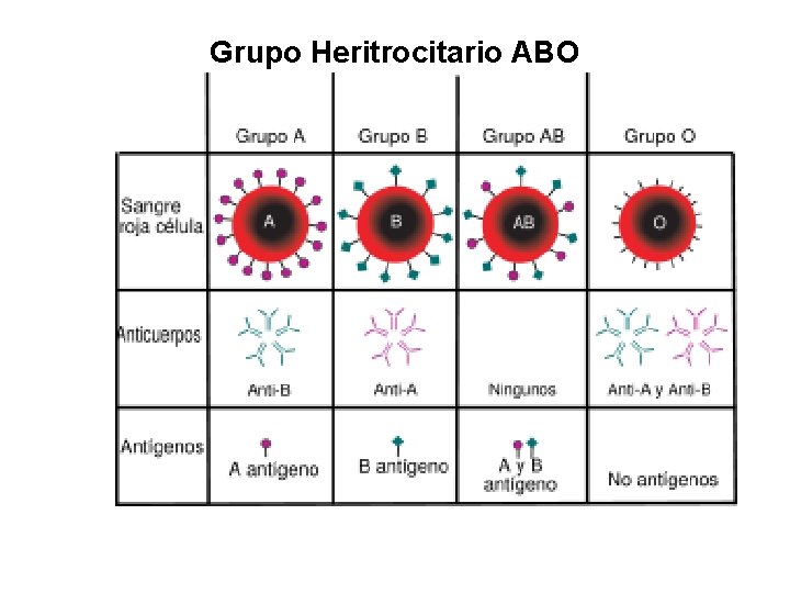 Grupo Heritrocitario ABO 