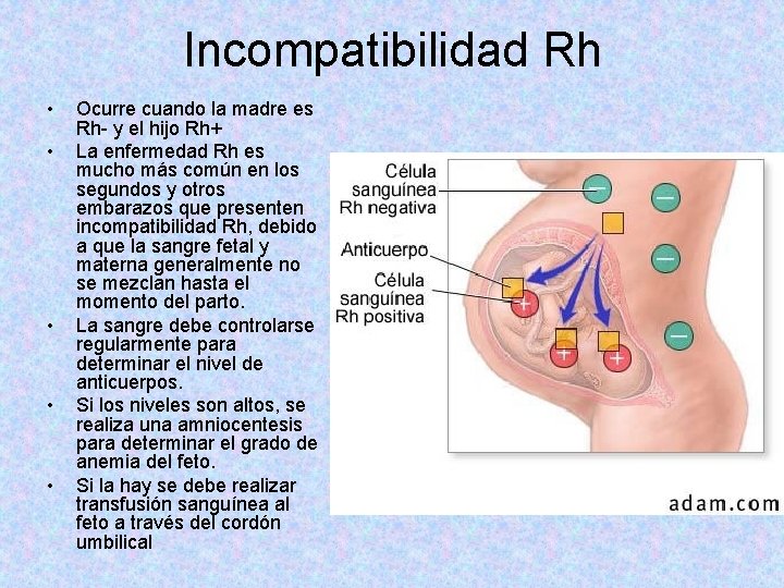 Incompatibilidad Rh • • • Ocurre cuando la madre es Rh- y el hijo