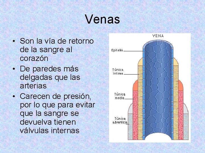 Venas • Son la vía de retorno de la sangre al corazón • De