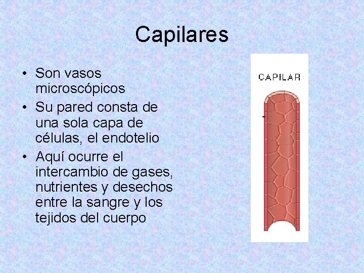Capilares • Son vasos microscópicos • Su pared consta de una sola capa de