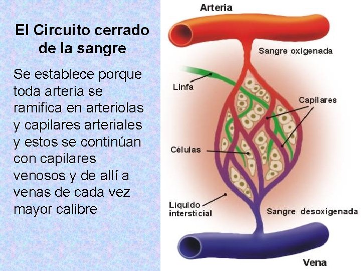 El Circuito cerrado de la sangre Se establece porque toda arteria se ramifica en