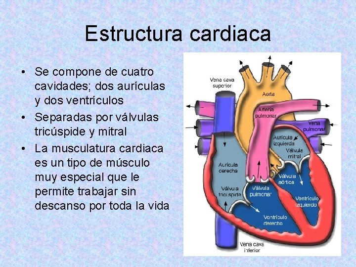 Estructura cardiaca • Se compone de cuatro cavidades; dos aurículas y dos ventrículos •