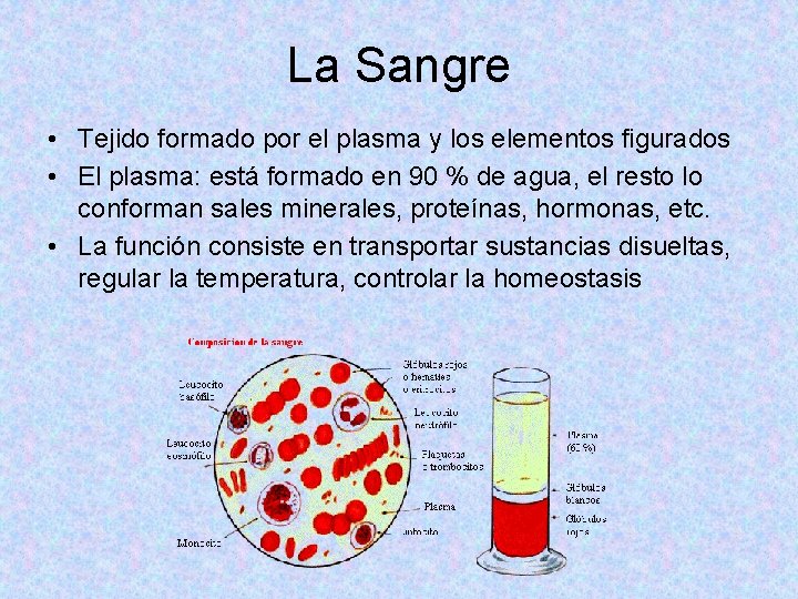 La Sangre • Tejido formado por el plasma y los elementos figurados • El