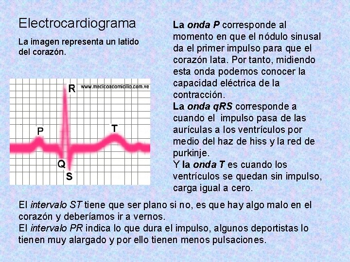 Electrocardiograma La imagen representa un latido del corazón. La onda P corresponde al momento