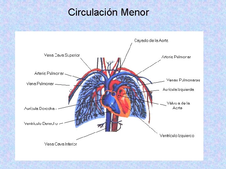 Circulación Menor 