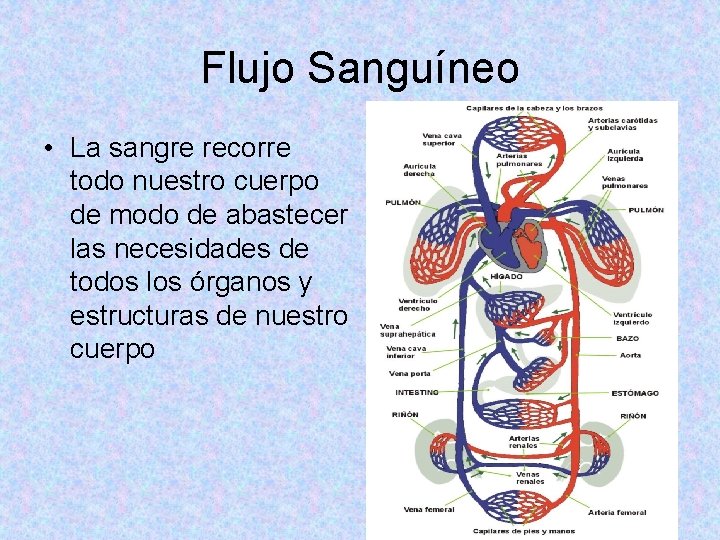 Flujo Sanguíneo • La sangre recorre todo nuestro cuerpo de modo de abastecer las