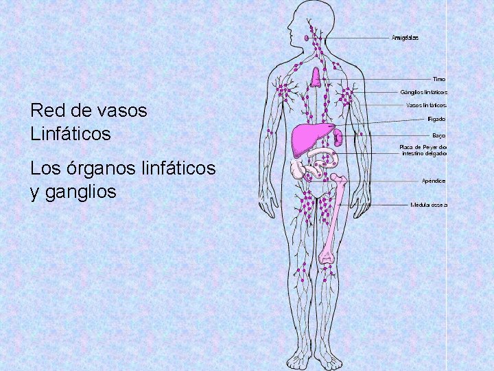 Red de vasos Linfáticos Los órganos linfáticos y ganglios 