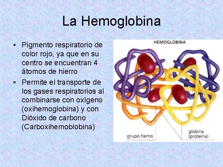 La Hemoglobina • Pigmento respiratorio de color rojo, ya que en su centro se