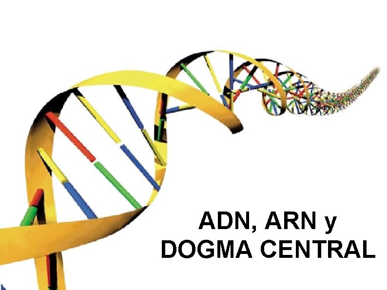 ADN, ARN y DOGMA CENTRAL 