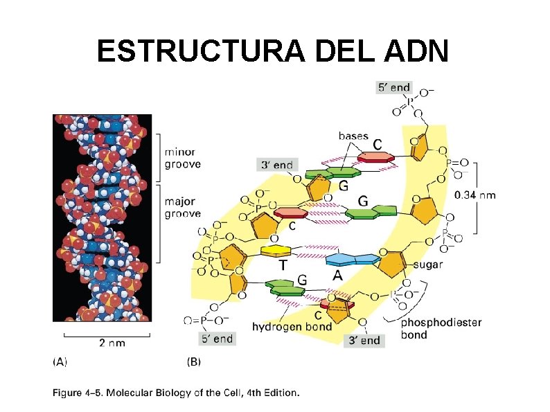 ESTRUCTURA DEL ADN 